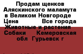Продам щенков Аляскинского маламута в Великом Новгороде › Цена ­ 5 000 - Все города Животные и растения » Собаки   . Кемеровская обл.,Гурьевск г.